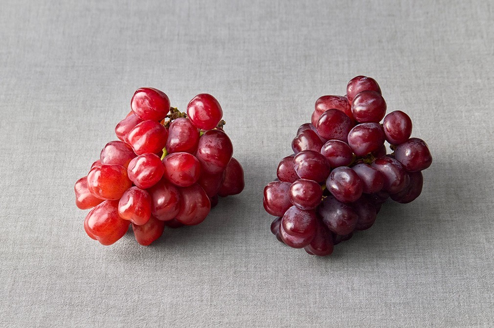 구매 전 참고사항 