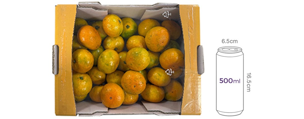 [귤로장생] 타이벡 감귤 2.5kg