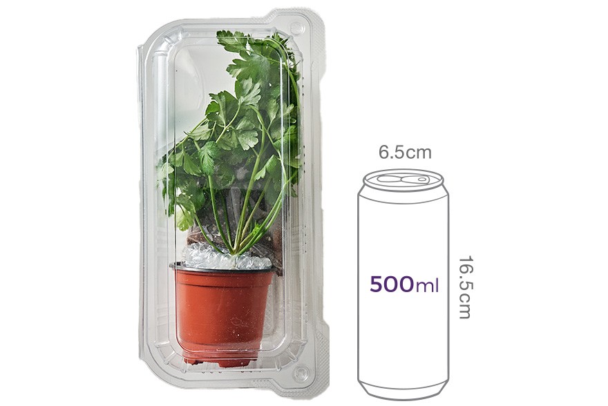 키워먹는 허브_고수