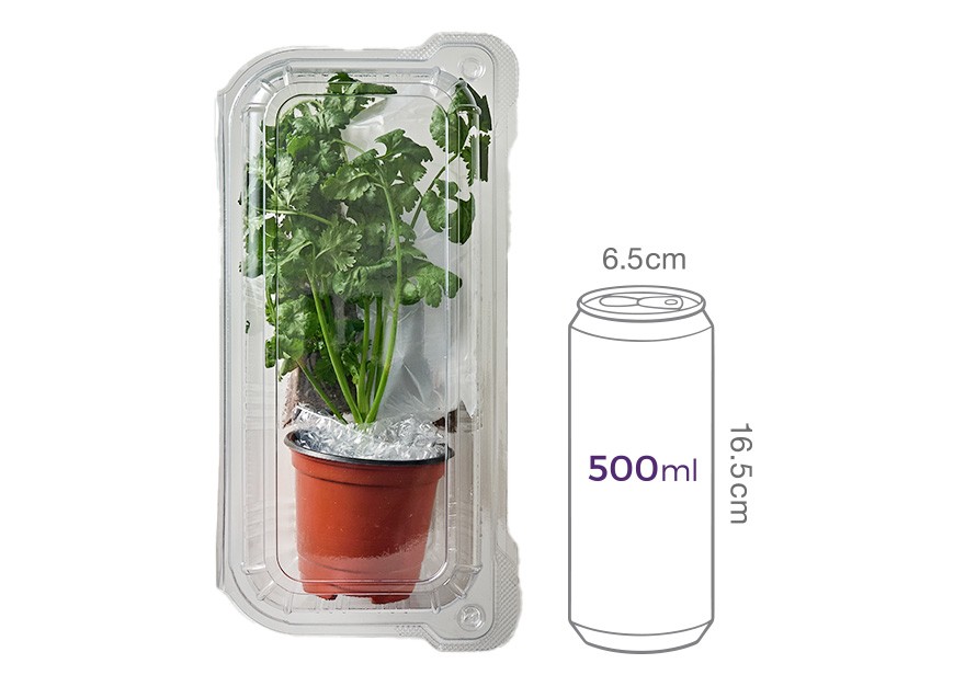 키워먹는 허브_이탈리안 파슬리