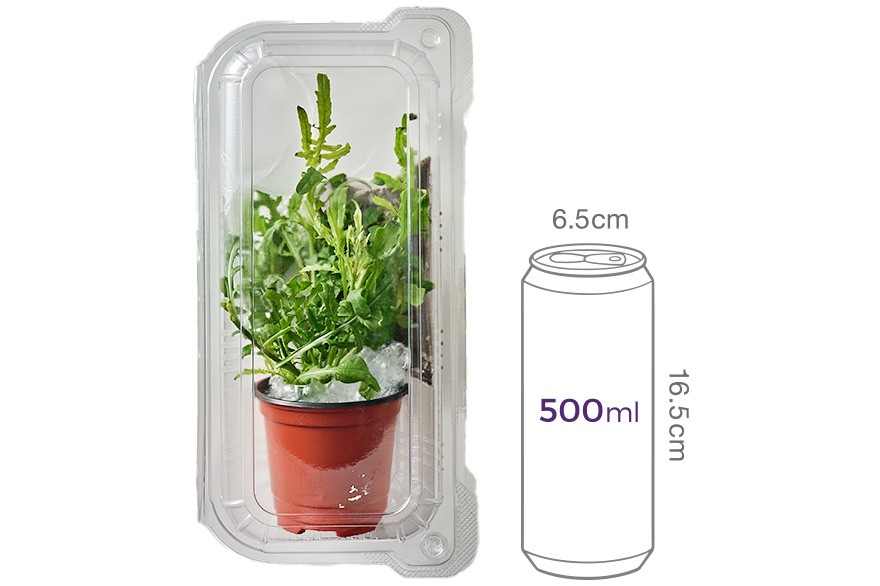 키워먹는 허브_루꼴라