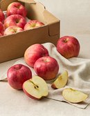 고랭지 햇 사과 3kg(11~12입)
