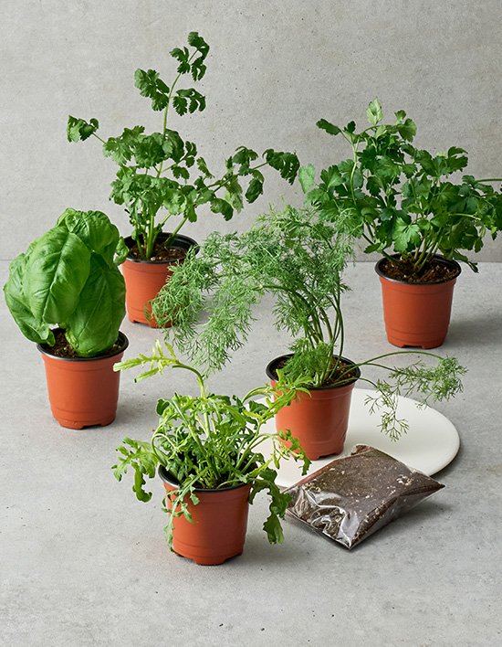 키워먹는 허브 5종