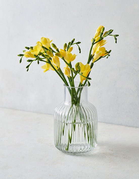 [농부의 꽃][기획특가] 노란색 프리지아 18대