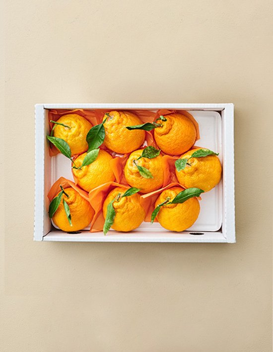 상품-대표-이미지 1