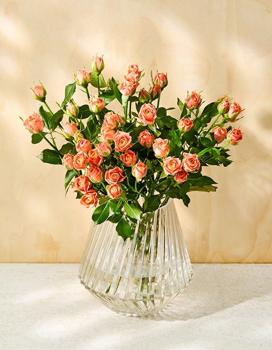 [농부의꽃] 피치팡팡 장미 7대